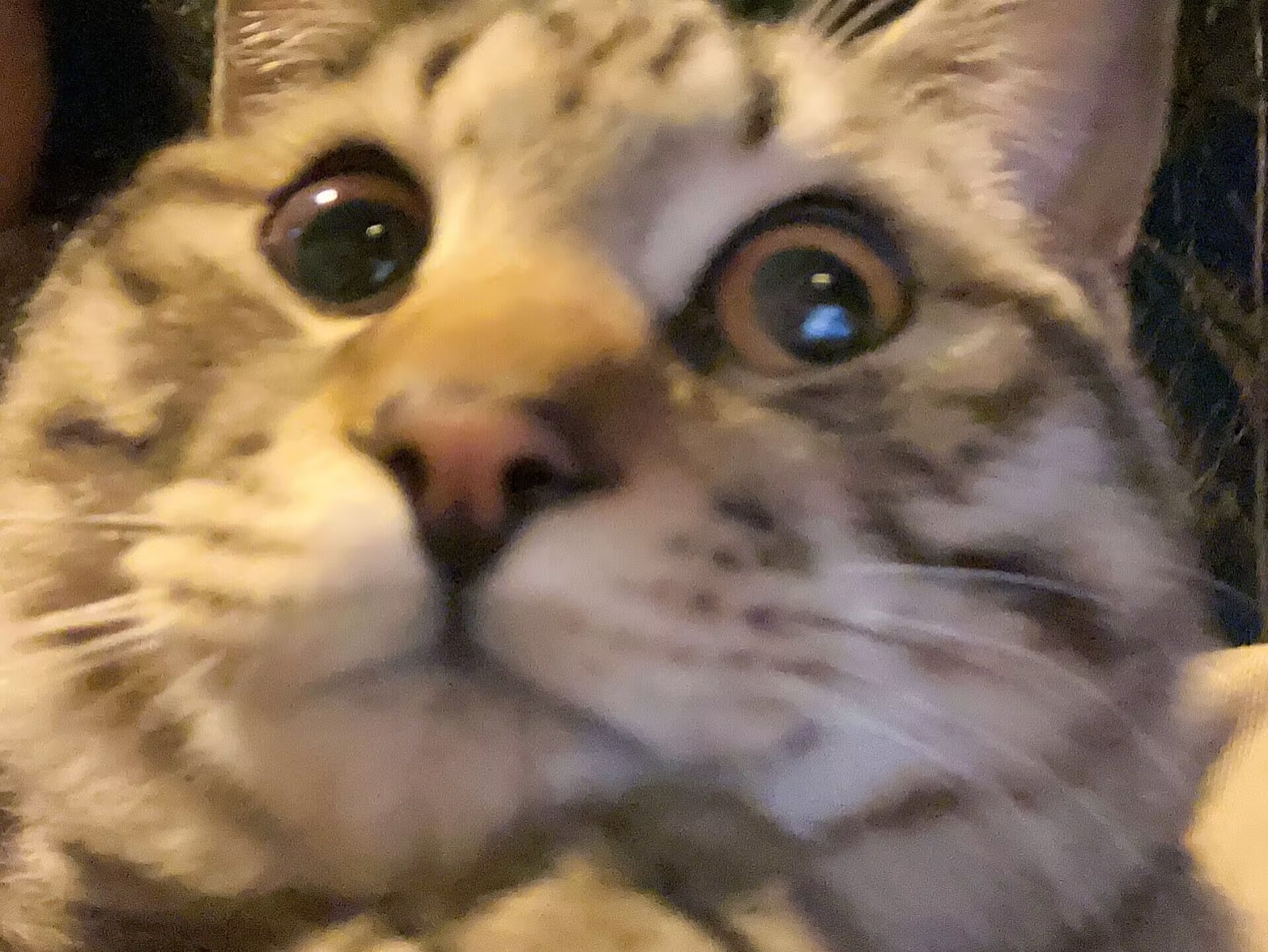 小笨