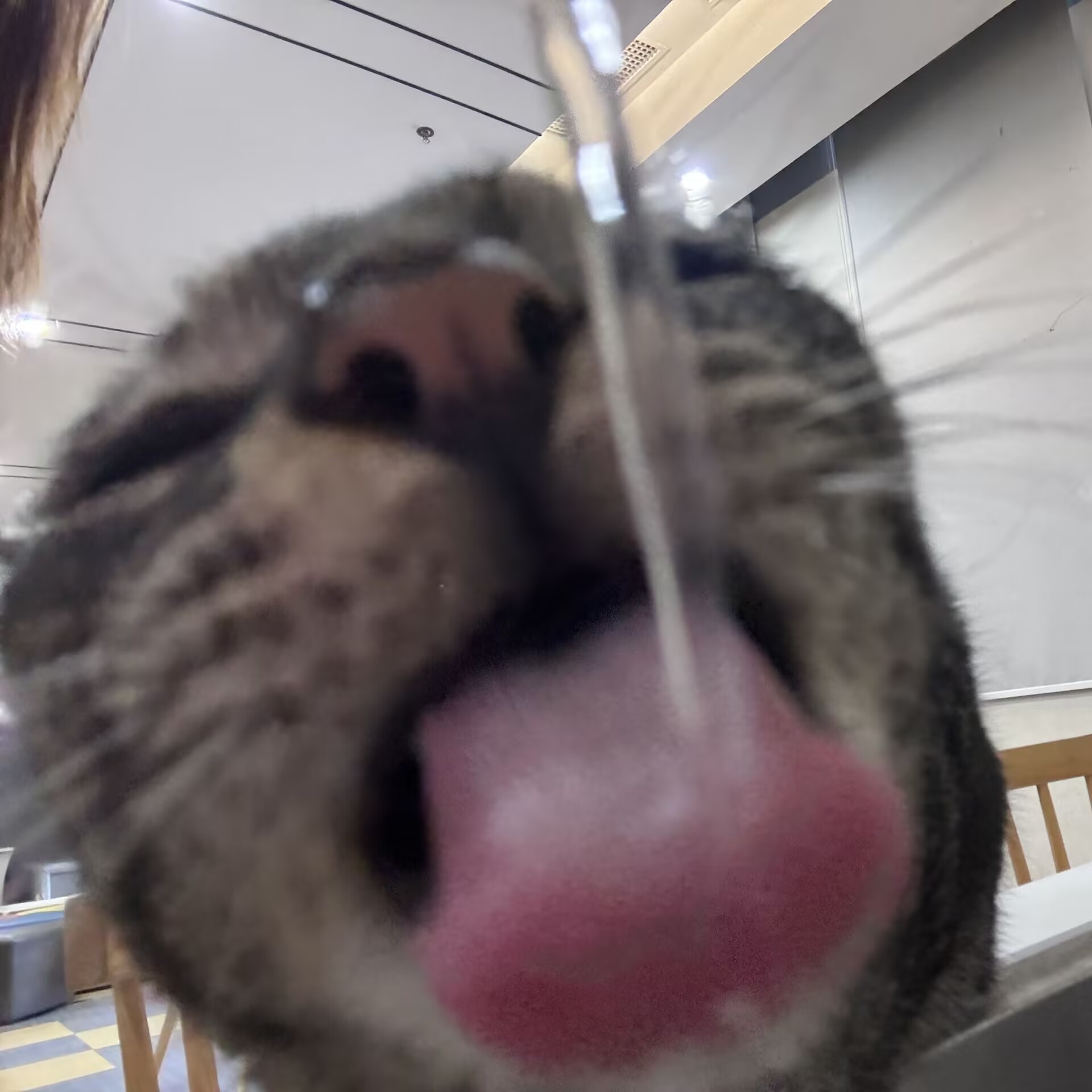 拉屎猫