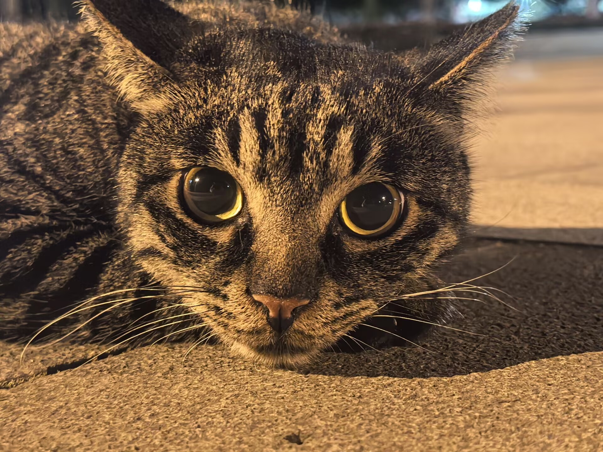 拉屎猫