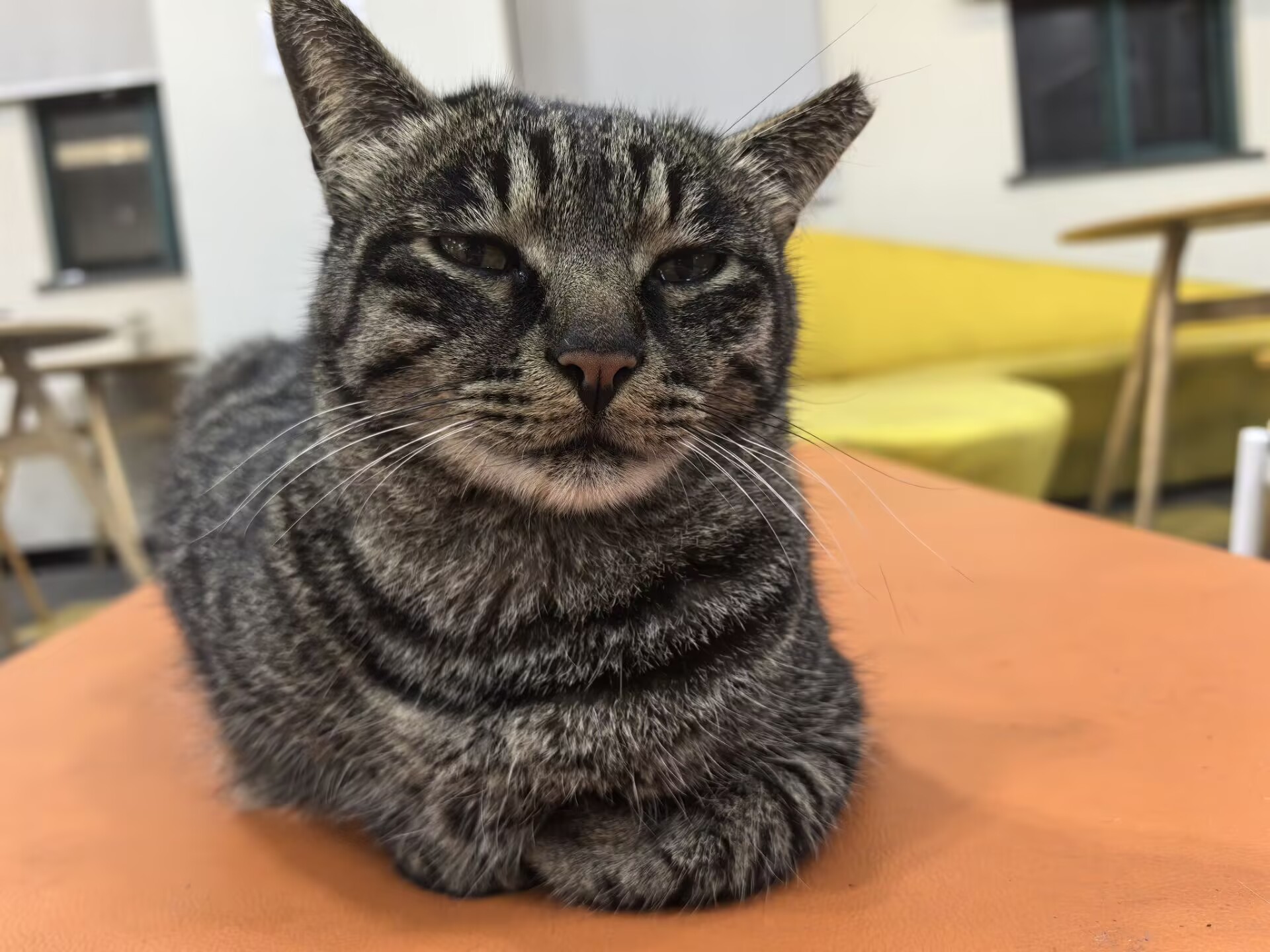 拉屎猫