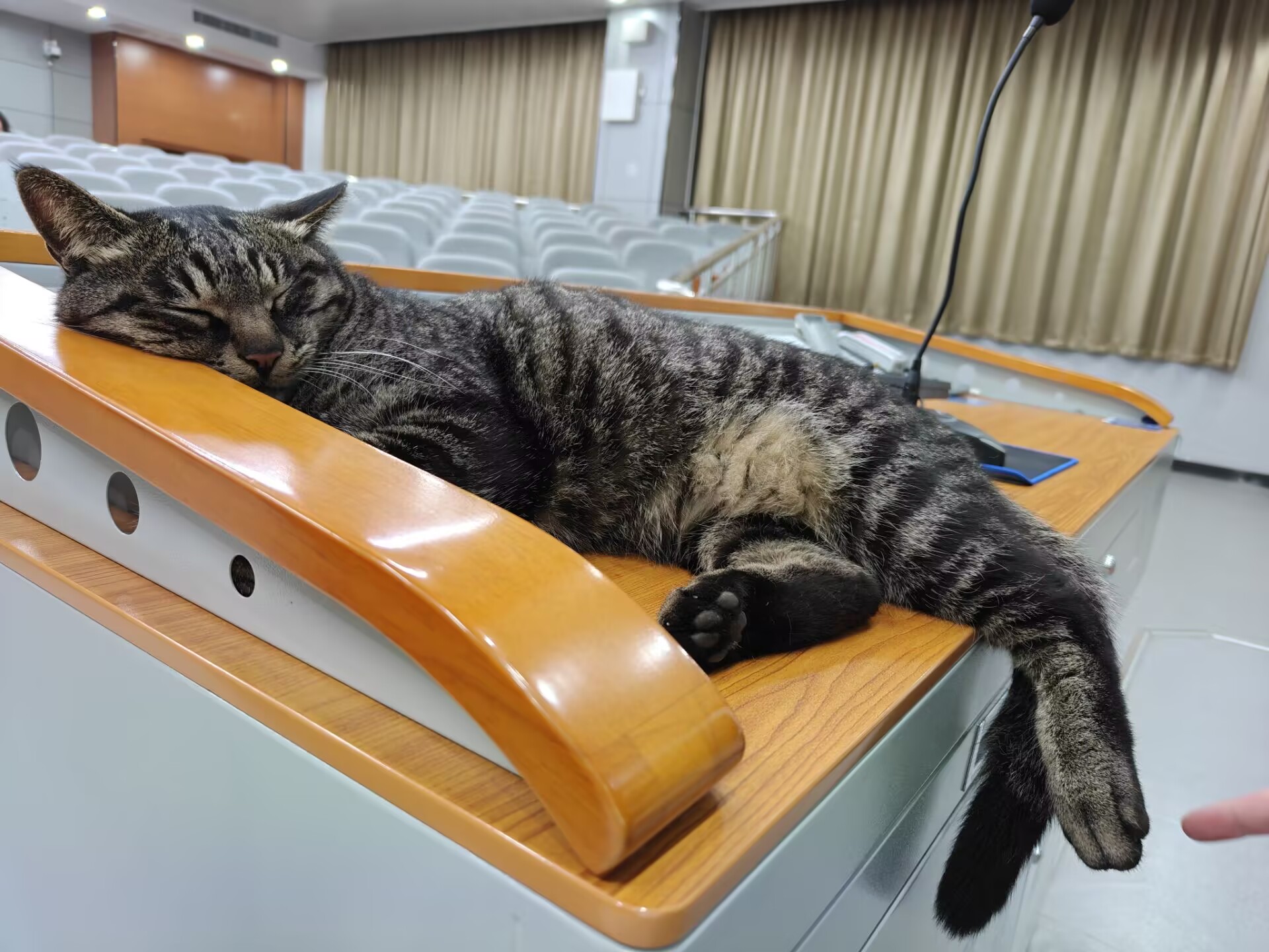 拉屎猫