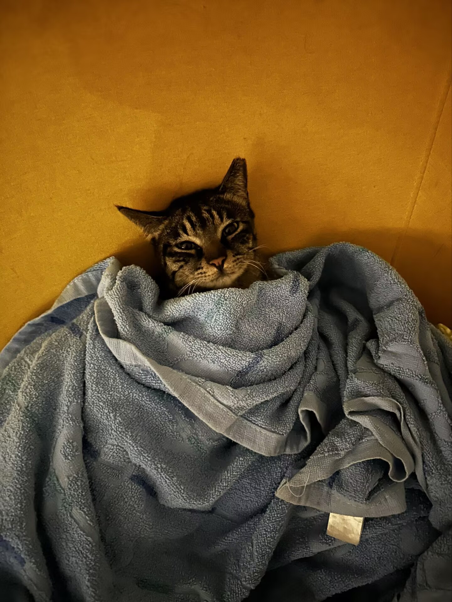 拉屎猫